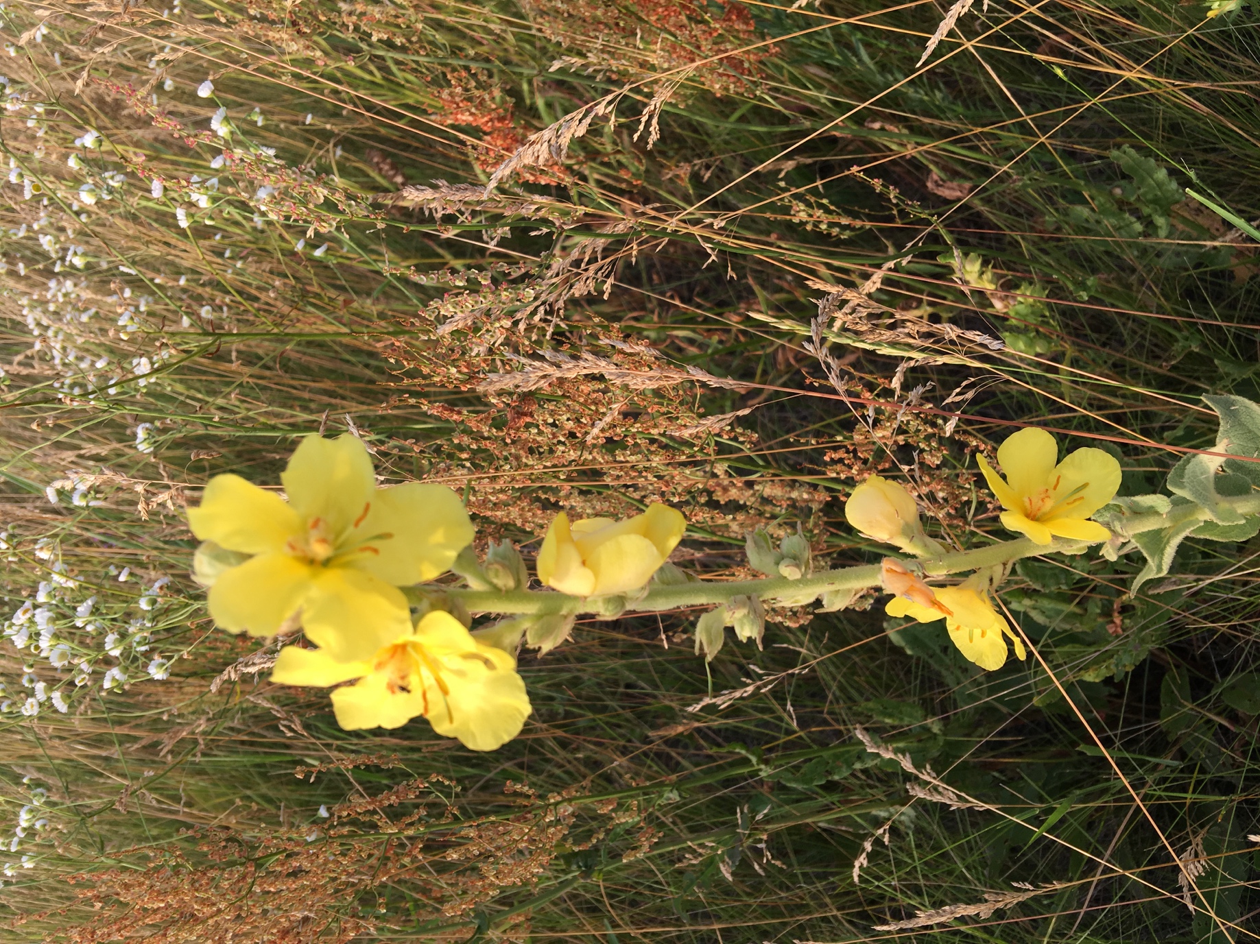 Дивина звичайна (Verbascum phlomoídes)