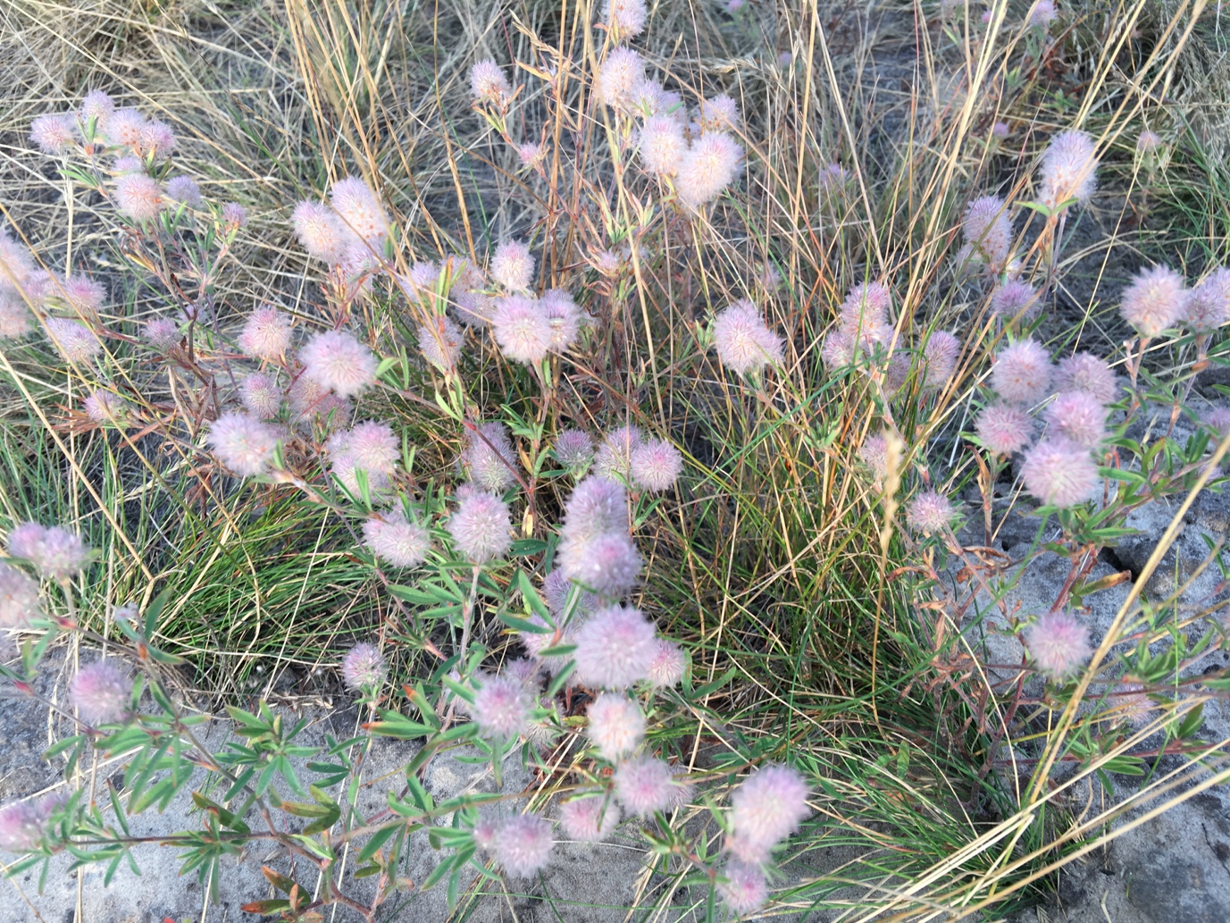 Конюшина польова (Trifolium arvense)