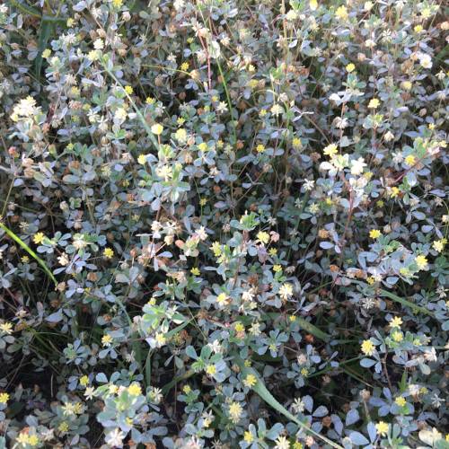 Конюшина сумнівна (Trifolium dubium)