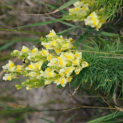 Льонок звичайний (Linaria vulgaris)