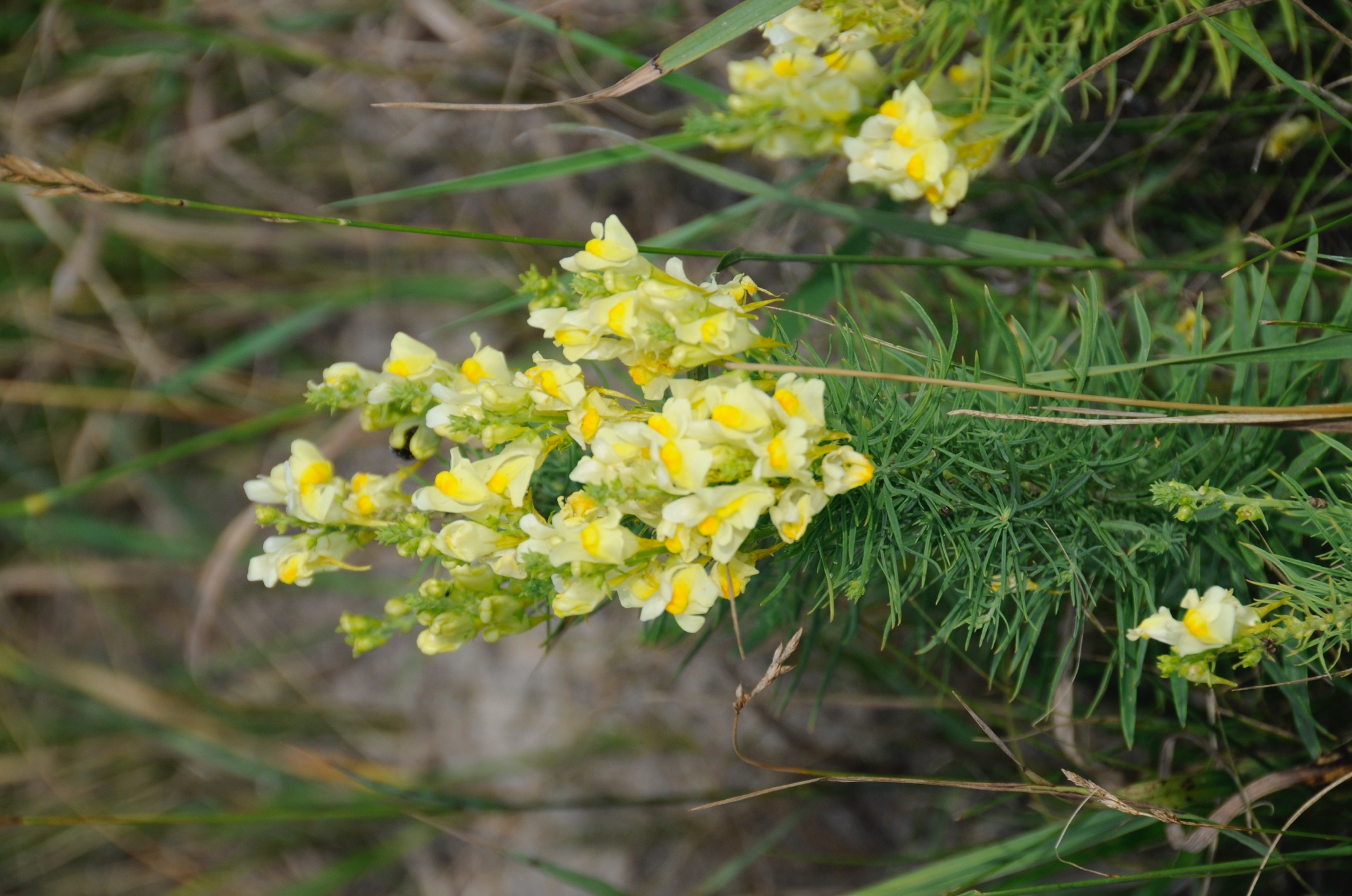 Льонок звичайний (Linaria vulgaris)